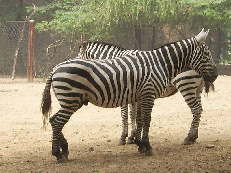 Media_httpuploadwikimediaorgwikipediacommonsthumb66dzebrabeijingzoojpg800pxzebrabeijingzoojpg_cptbgefdfgyexhl